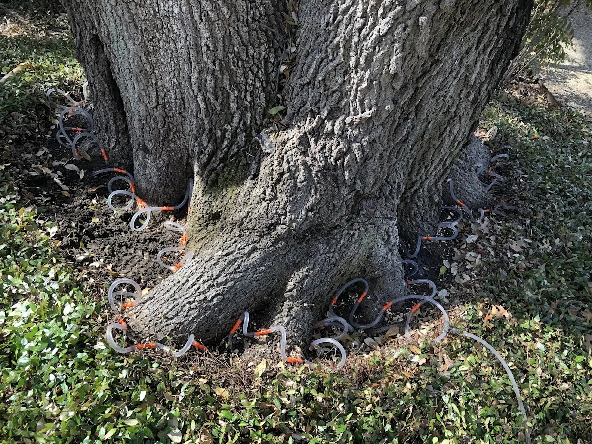 Detailed Tree Cabling and Bracing job site in Little River