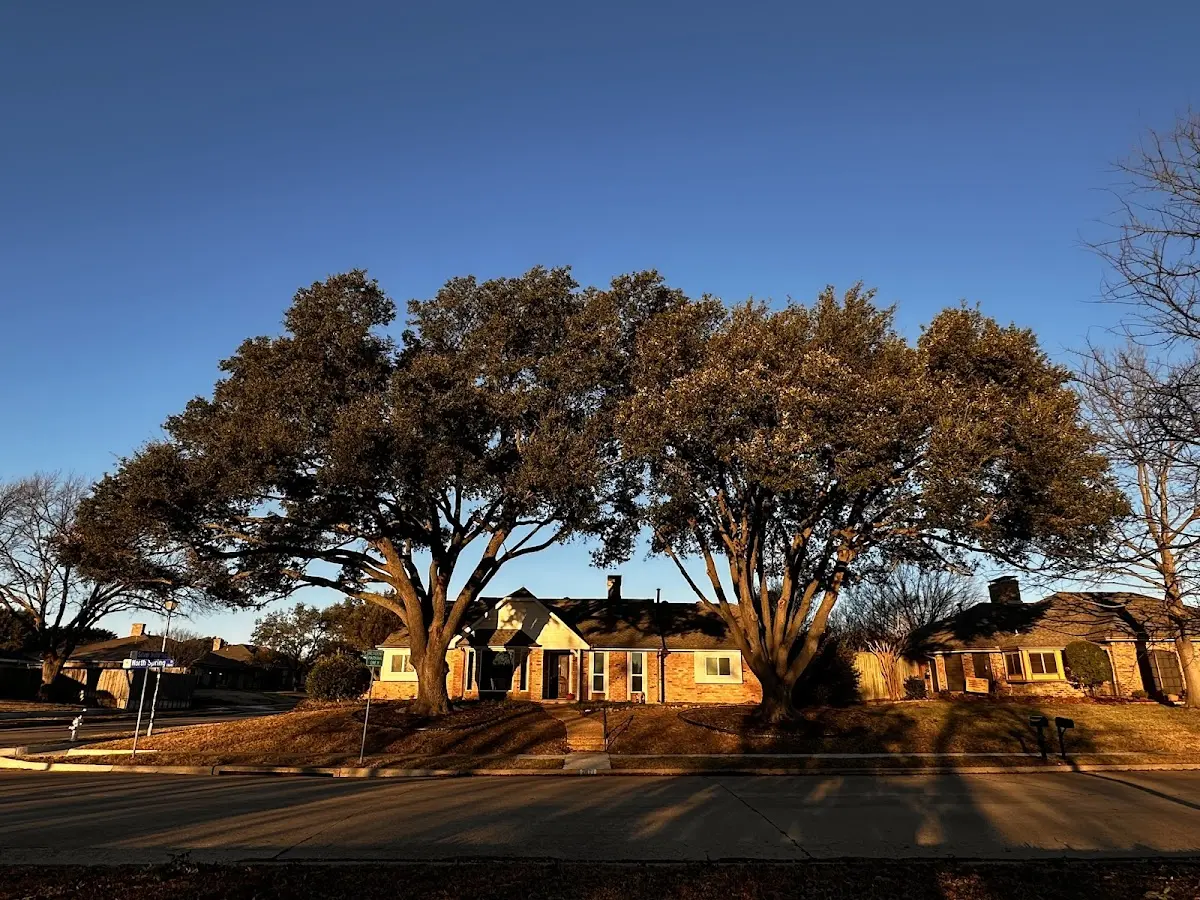 Established residential canopy tree shading a home in Little River